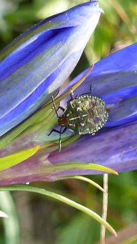 Carpocoris purpureipennis